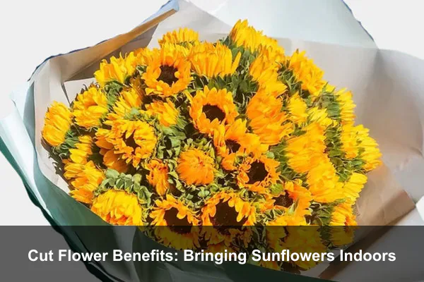 Cut Flower Benefits: Bringing Sunflowers Indoors