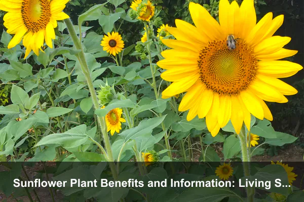 Sunflower Plant Benefits and Information: Living Screens, Cut Flowers, and Backyard Ecology