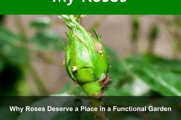 Why Roses Deserve a Place in a Functional Garden