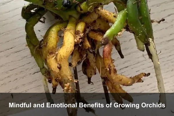 Mindful and Emotional Benefits of Growing Orchids