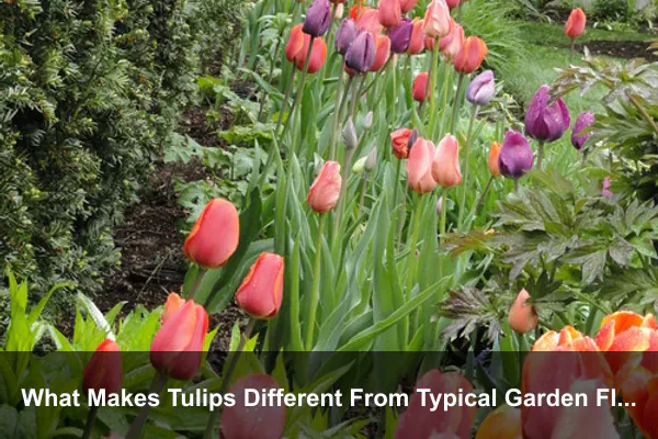 What Makes Tulips Different From Typical Garden Flowers