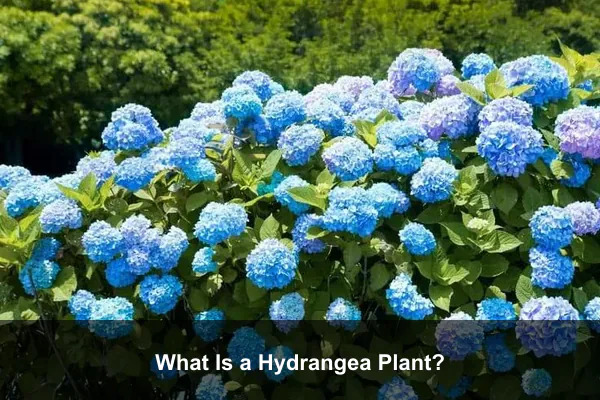 What Is a Hydrangea Plant?