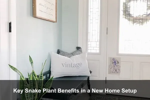 Key Snake Plant Benefits in a New Home Setup