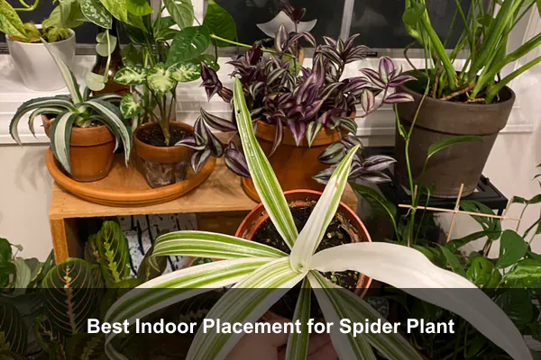 Best Indoor Placement for Spider Plant