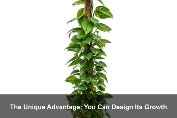 The Unique Advantage: You Can Design Its Growth