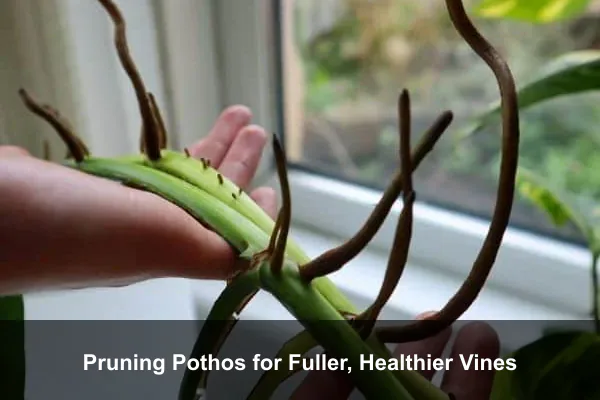 Pruning Pothos for Fuller, Healthier Vines