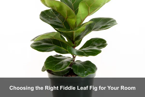 Choosing the Right Fiddle Leaf Fig for Your Room