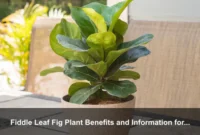Fiddle Leaf Fig Plant Benefits and Information for Biophilic Workspaces and Low-Waste Care Fiddle Leaf Fig Plant Benefits and Information for Biophilic Workspaces and Low-Waste Care
