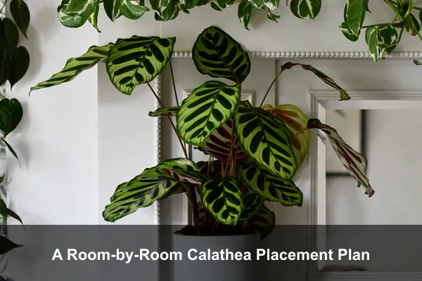 A Room-by-Room Calathea Placement Plan