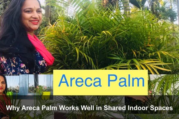Why Areca Palm Works Well in Shared Indoor Spaces