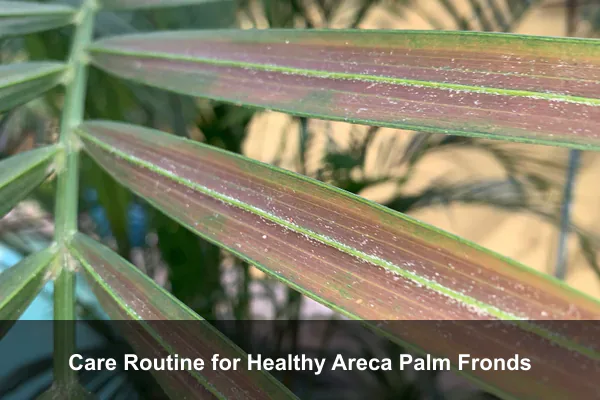 Care Routine for Healthy Areca Palm Fronds