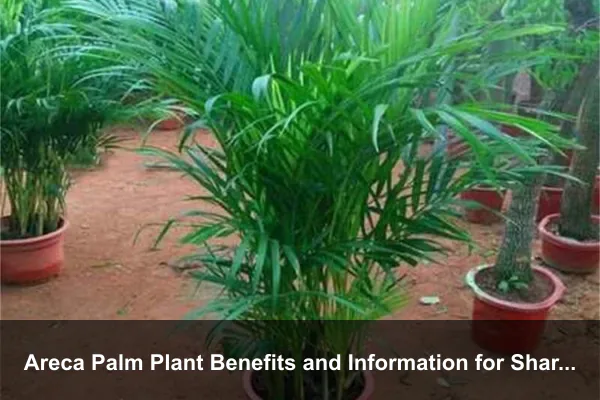 Areca Palm Plant Benefits and Information for Shared Indoor Spaces