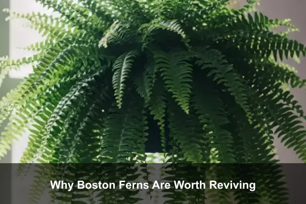 Why Boston Ferns Are Worth Reviving