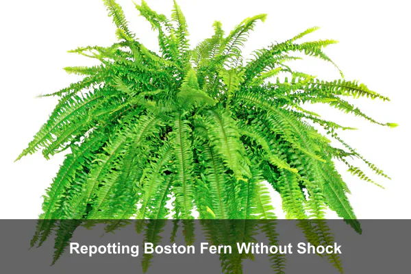 Repotting Boston Fern Without Shock