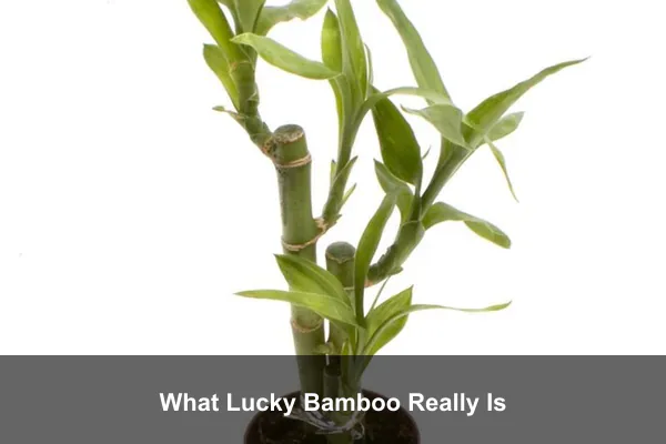 What Lucky Bamboo Really Is