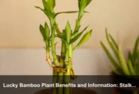 Lucky Bamboo Plant Benefits and Information: Stalk Numbers, Container Choices, and Healthy Indoor Growth Lucky Bamboo Plant Benefits and Information: Stalk Numbers, Container Choices, and Healthy Indoor Growth