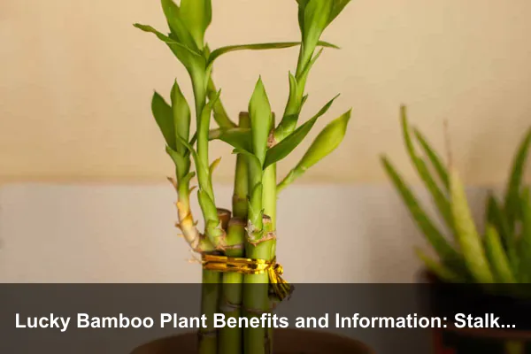 Lucky Bamboo Plant Benefits and Information: Stalk Numbers, Container Choices, and Healthy Indoor Growth