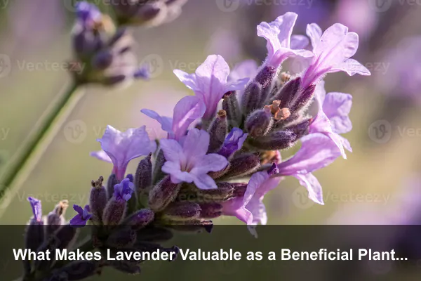 What Makes Lavender Valuable as a Beneficial Plant?