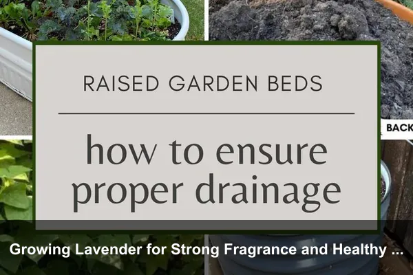 Growing Lavender for Strong Fragrance and Healthy Stems