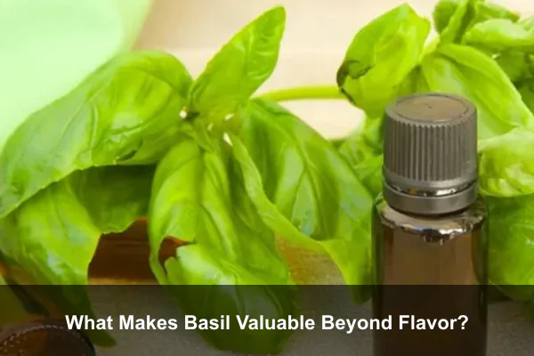 What Makes Basil Valuable Beyond Flavor?