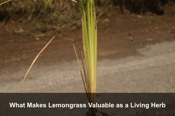 What Makes Lemongrass Valuable as a Living Herb