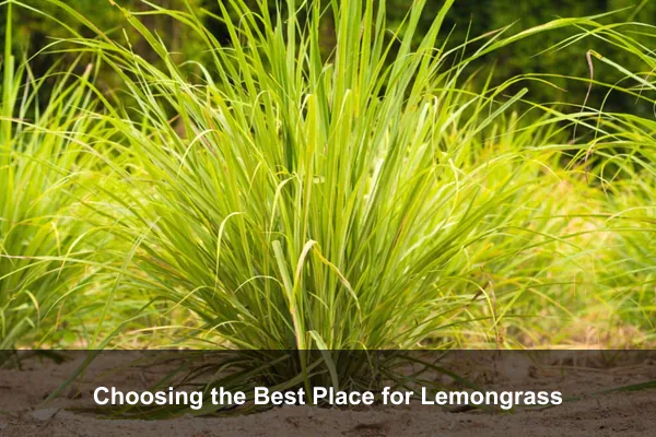 Choosing the Best Place for Lemongrass
