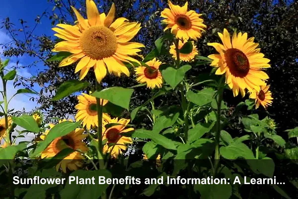 Sunflower Plant Benefits and Information: A Learning Garden Guide for Families and Beginners