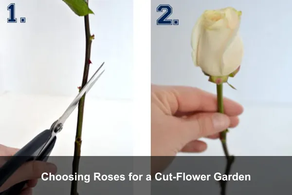 Choosing Roses for a Cut-Flower Garden