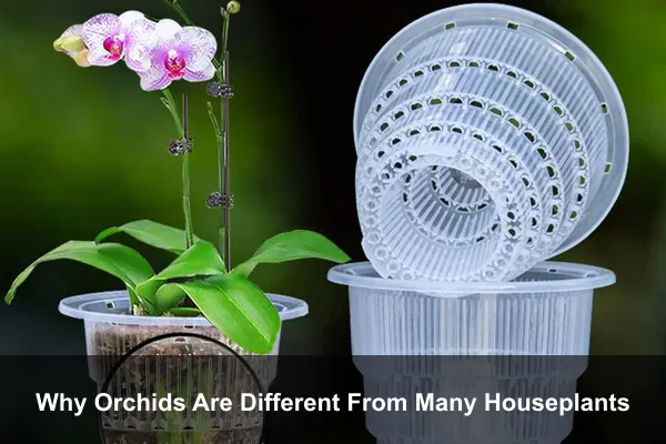 Why Orchids Are Different From Many Houseplants
