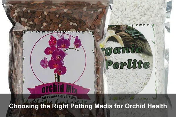 Choosing the Right Potting Media for Orchid Health