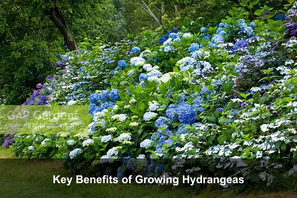 Key Benefits of Growing Hydrangeas