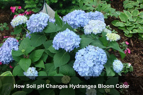 How Soil pH Changes Hydrangea Bloom Color