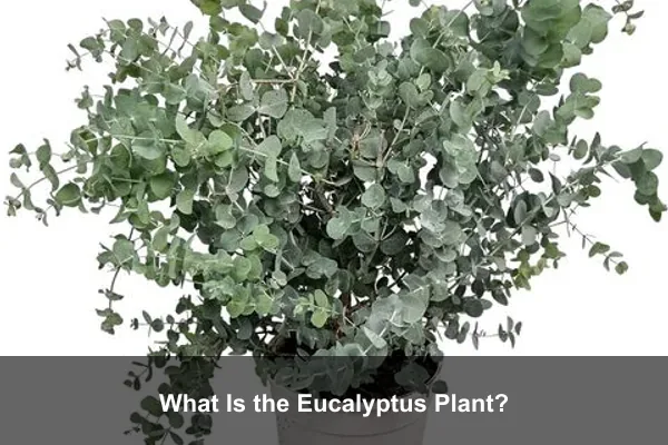 What Is the Eucalyptus Plant?