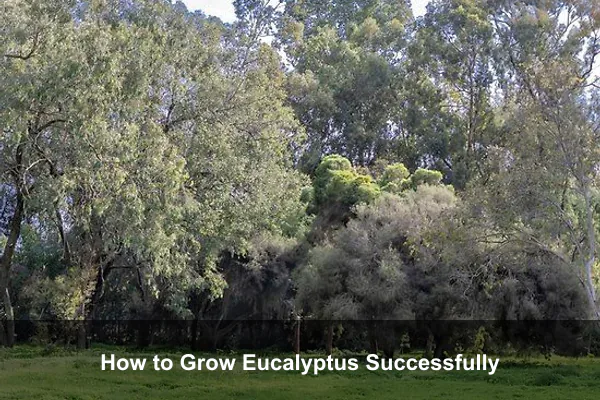 How to Grow Eucalyptus Successfully
