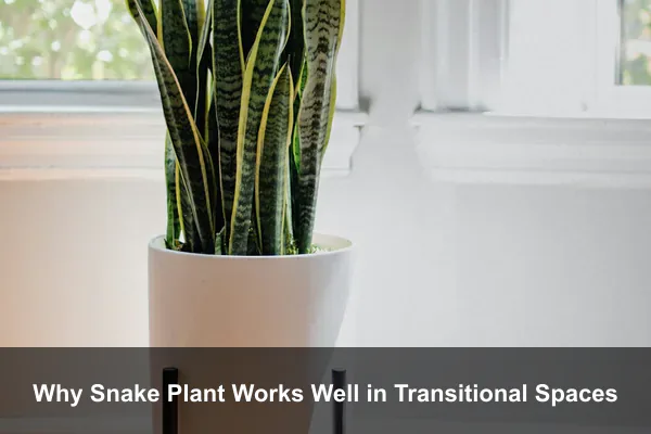 Why Snake Plant Works Well in Transitional Spaces