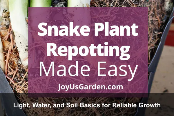 Light, Water, and Soil Basics for Reliable Growth