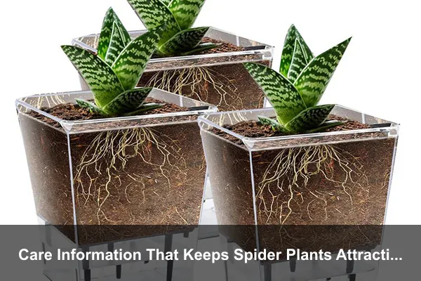 Care Information That Keeps Spider Plants Attractive