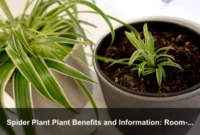 Spider Plant Plant Benefits and Information: Room-by-Room Guide for Healthier Indoor Living Spider Plant Plant Benefits and Information: Room-by-Room Guide for Healthier Indoor Living