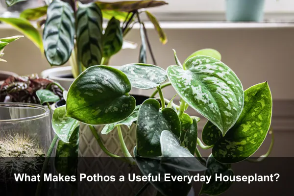 What Makes Pothos a Useful Everyday Houseplant?