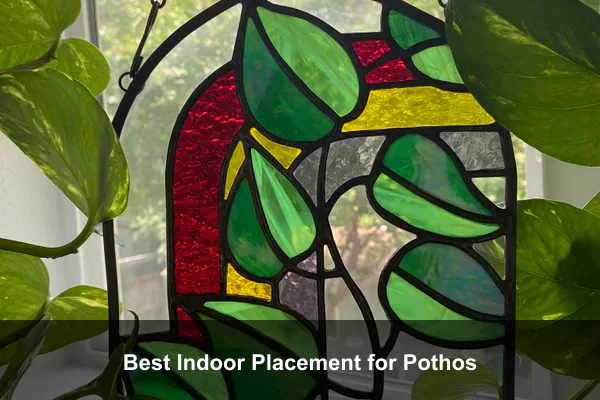 Best Indoor Placement for Pothos