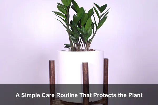 A Simple Care Routine That Protects the Plant