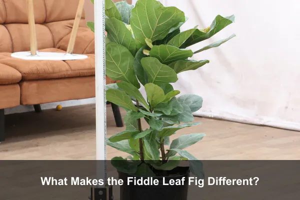 What Makes the Fiddle Leaf Fig Different?