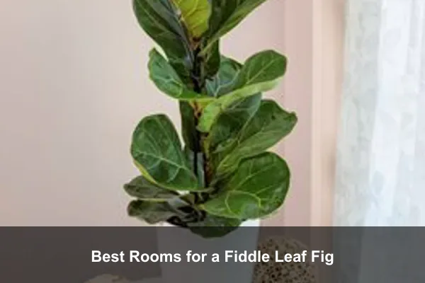 Best Rooms for a Fiddle Leaf Fig