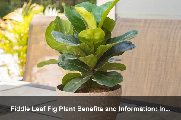 Fiddle Leaf Fig Plant Benefits and Information: Indoor Wellness, Safety, and Smart Home Fit