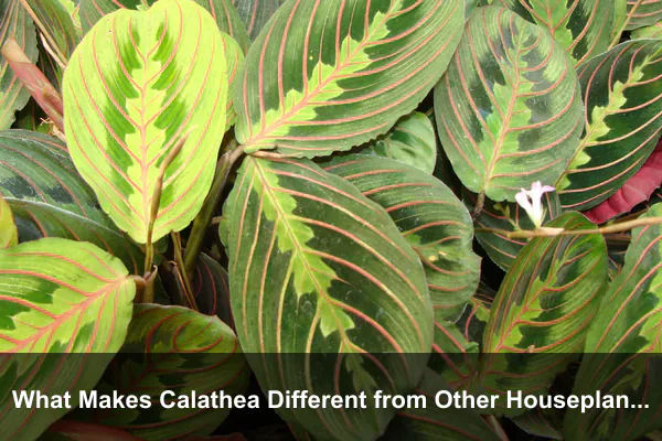 What Makes Calathea Different from Other Houseplants