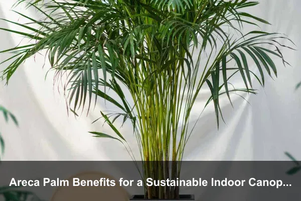 Areca Palm Benefits for a Sustainable Indoor Canopy