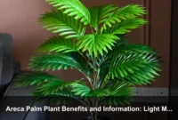 Areca Palm Plant Benefits and Information: Light Mapping and Low-Waste Indoor Canopy Care
