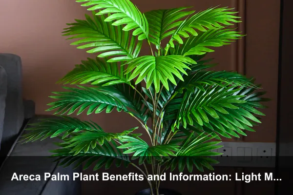 Areca Palm Plant Benefits and Information: Light Mapping and Low-Waste Indoor Canopy Care