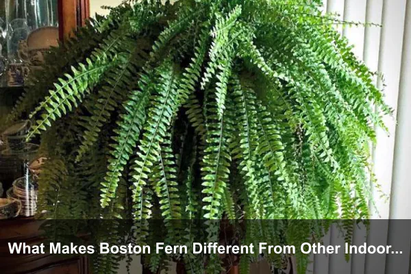 What Makes Boston Fern Different From Other Indoor Ferns?