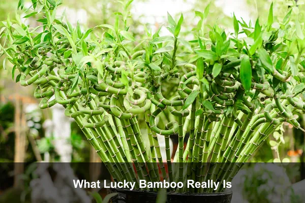 What Lucky Bamboo Really Is